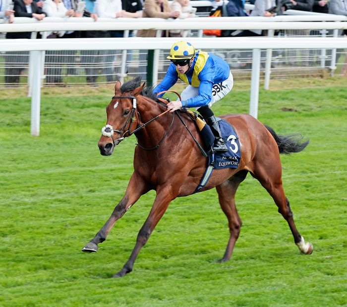 DESERT CROWN is a Pacafi. Racing Manager Bruce Raymond said: "I think he will probably turn out to be the best horse in the race afterwards for sure. I think he’ll win! True, he has not had that much experience, but he is trained by a genius, even though he would rather have got another run into him, of course.""